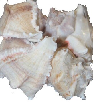 Witte Mulli schelpen | per kilo verpakt (x2)
