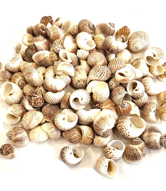 Pura Muttai shells | packed per kilo (x2)