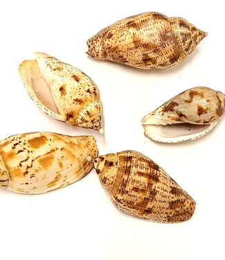 Kuruvi shells | packed per 5 pieces (x8)