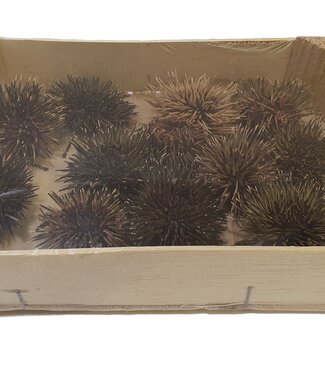 MyFlowers Sea urchins | 12 pieces Ø 5 cm | Natural (x1)