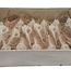 Tririmis shells | packed per box (x1)