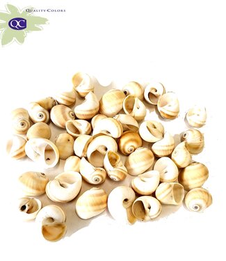 MyFlowers Umachi shells | packed per 500g (x2)