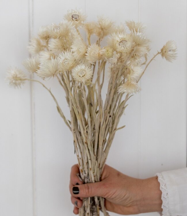 Cape white (natural) dried flowers | Länge ± 40 cm | Erhältlich pro Strauß