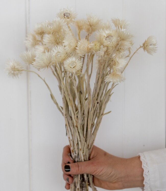 Kaaps witte (naturelle) droogbloemen | Lengte ± 40 cm | Per bos verkrijgbaar