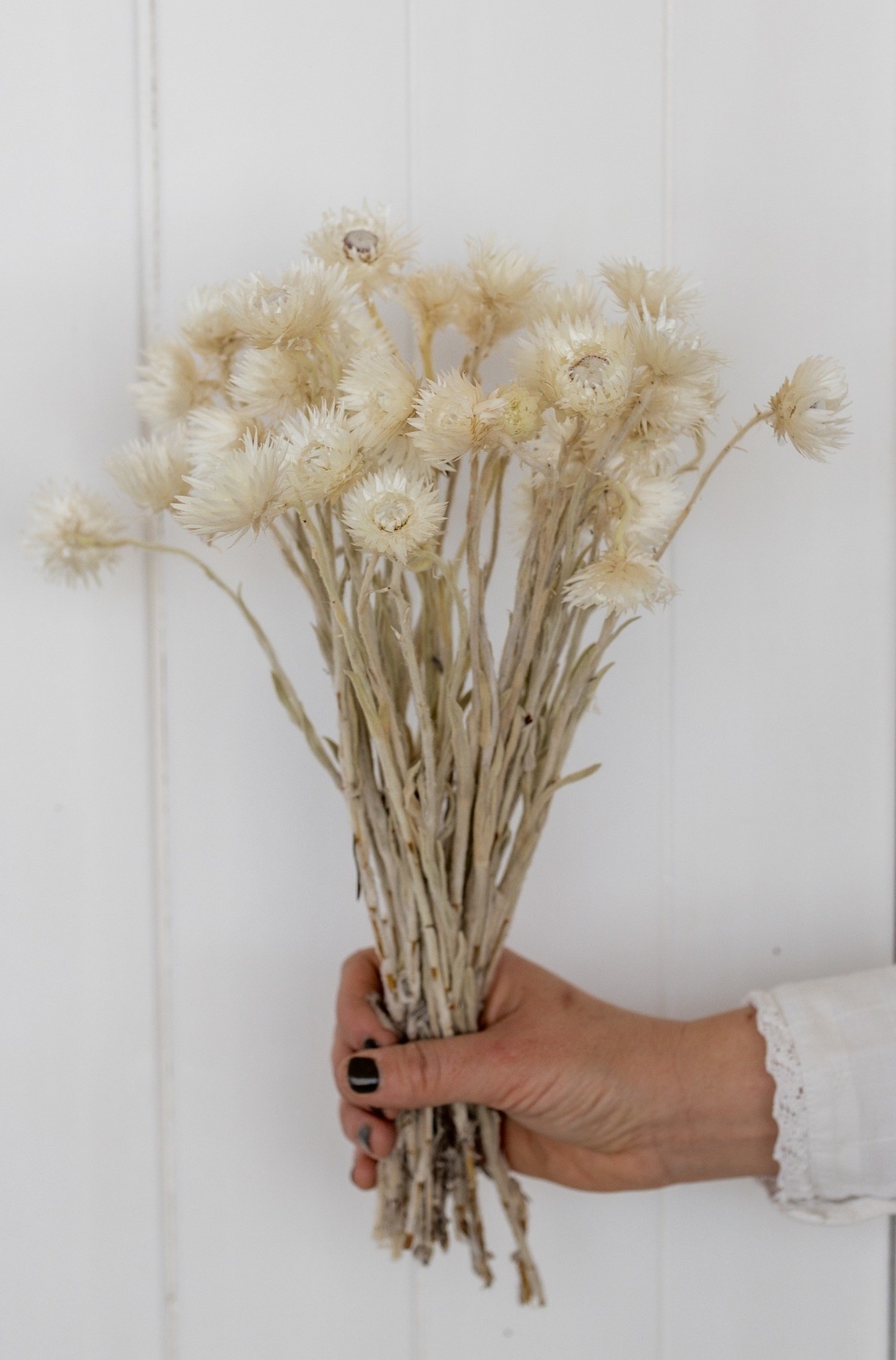 Cape white (natural) dried flowers | Length ± 40 cm | Available