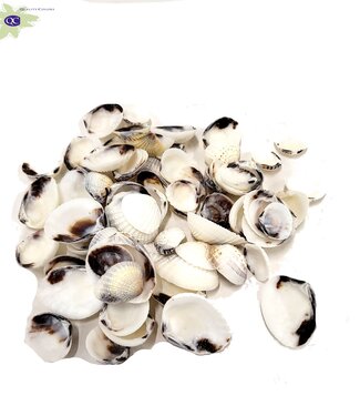 MyFlowers Karandai Chippy shells | emballé par kilo (x2)
