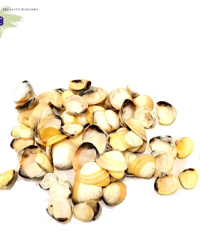 Yellow Chippy shells | packed per kilo (x2)