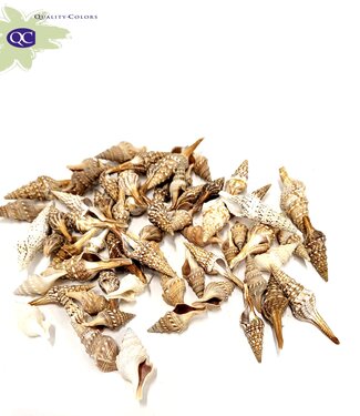 MyFlowers Thirugany shells | packed per kilo (x2)