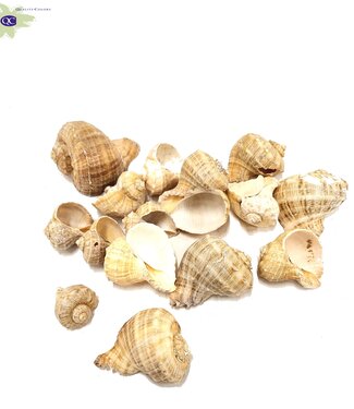 Chiratti shells | packed per kilo (x2)