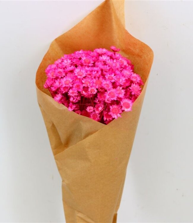 Glixia cherry-coloured dried flowers | Length ± 50 cm | Available per bunch