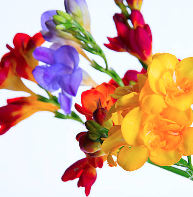 Buy fresh freesias direct from the grower. Freesia flowers in various varieties and colours.