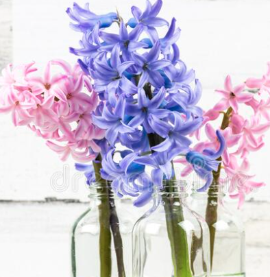 Verse hyacinten, direct van de kweker. In diverse soorten en kleuren.