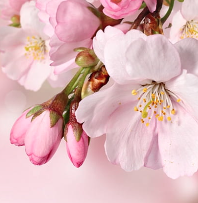 Verse takken en verse bloesem