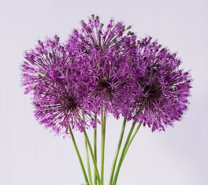 Order fresh Allium flowers online, a stylish ornamental onion with a spectacular flower bulb