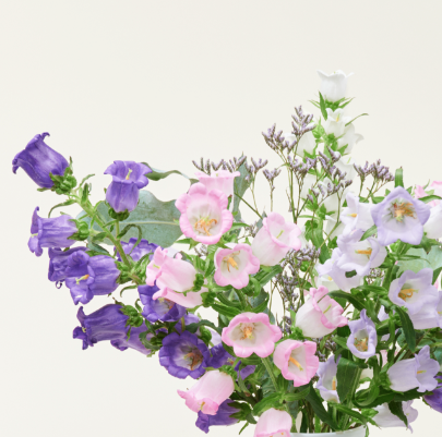 Verse campanula's, direct van de kweker. In diverse soorten en kleuren.