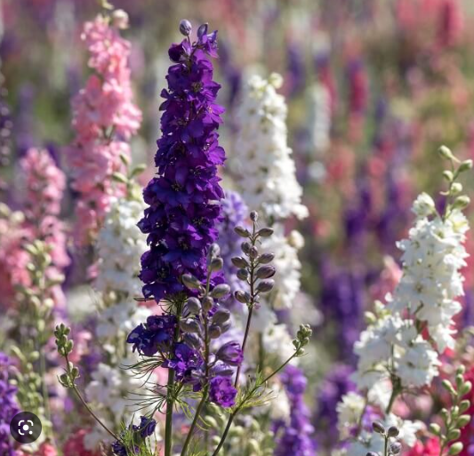 Verse delphinium, direct van de kweker. In diverse soorten en kleuren.