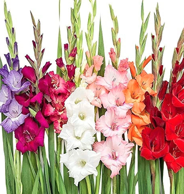 Verse gladiolen, direct van de kweker. In diverse soorten en kleuren.