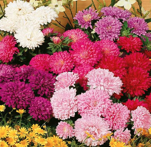 Verse asters kopen, direct van de kweker. Asters in diverse soorten en kleuren.