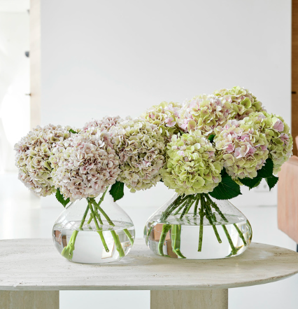 Fresh hydrangea, year-round summer feeling with hydrangea.