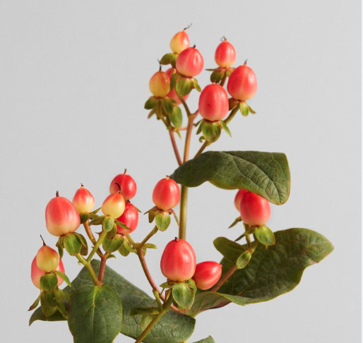 Verse hypericum kopen, direct van de kweker. Mooie hypericum in diverse soorten en kleuren.