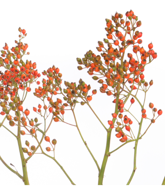 Fresh rose hips, figuratively pick the fruits of the love flower.