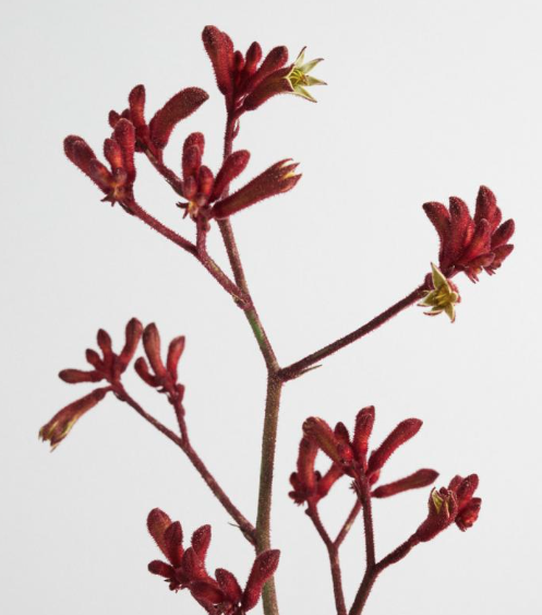 Achète des anigozanthos frais directement auprès du producteur. De beaux anigozanthos dans différentes variétés et couleurs.