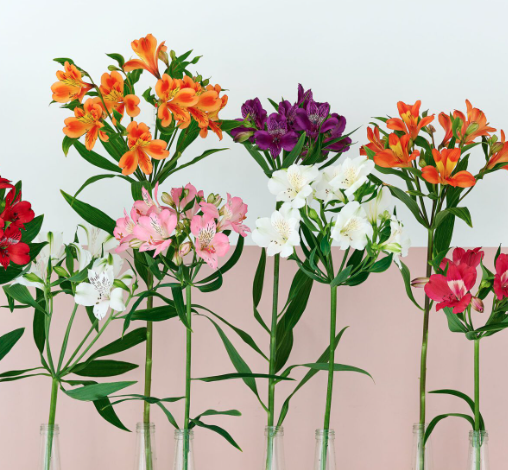 Buy fresh Alstroemeria flowers, Multiple bunches of flowers on a stem with cheerful colors.