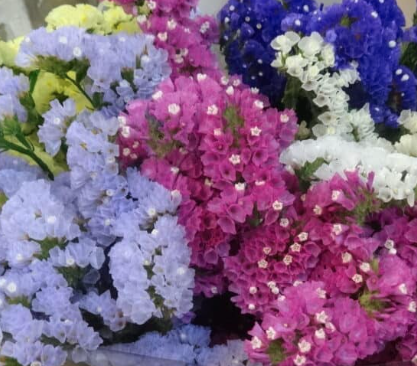 Achète du limonium frais directement chez le producteur. De beaux limoniums dans différentes variétés et couleurs.