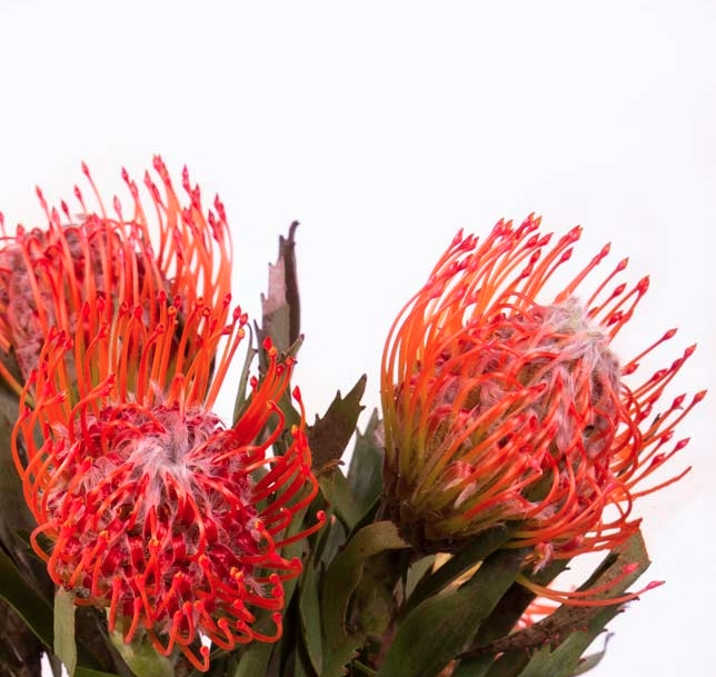 Fresh Nutans or Leucospermum, exuberant and enthusiastic sprites.