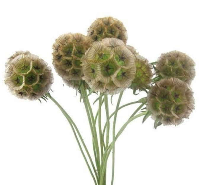 Fresh scabiosa, highlight autumn with frilly dancing leaves.