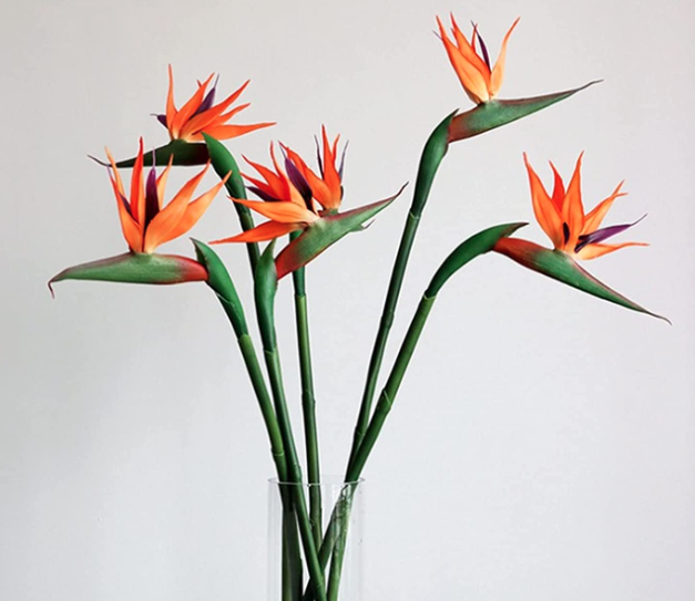 Fresh strelitzia, exotic flower with royal roots.