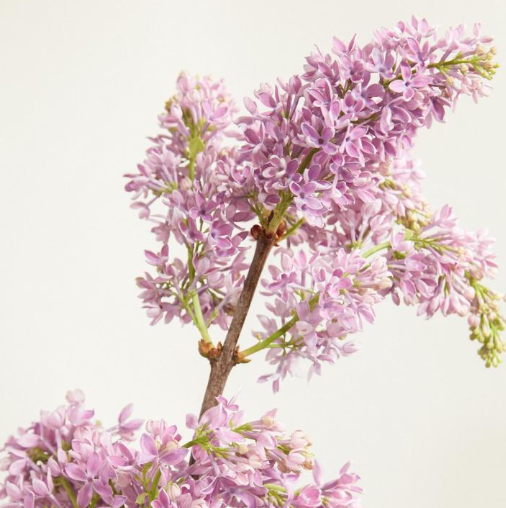 Fresh lilac, A travelling perfume flower.