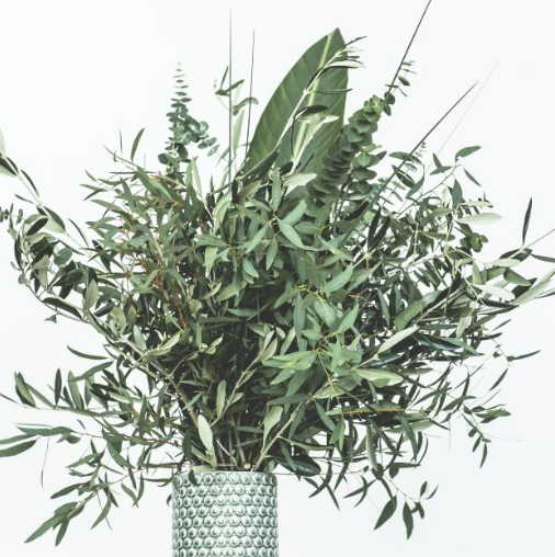 Achète des feuilles fraîches ou des verdures coupées directement auprès du producteur. De belles feuilles de différents types, tailles et couleurs.