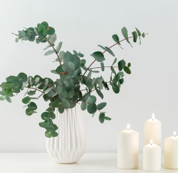 Verse eucalyptus kopen, direct van de kweker. Mooie takken in diverse soorten en maten.