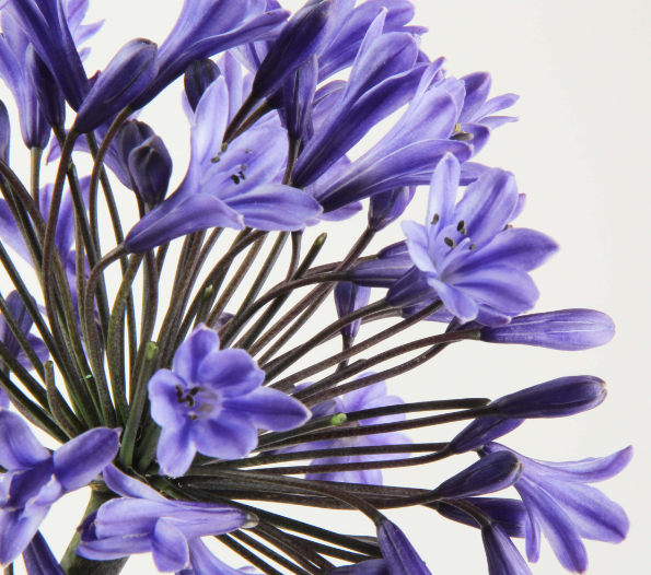 Verse Agapanthus bloemen online kopen. Bestel hier verse Agapanthus snijbloemen.