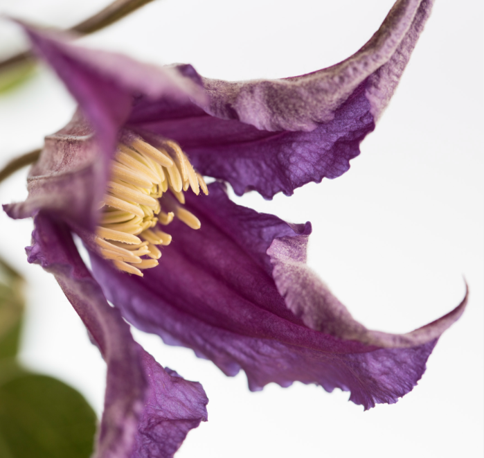 Fresh Clematis flowers, slender elegance in purple and blue.