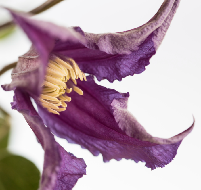 Verse Clematis kopen, direct van de kweker. Verse Clematis in allerlei kleuren, soorten en maten.