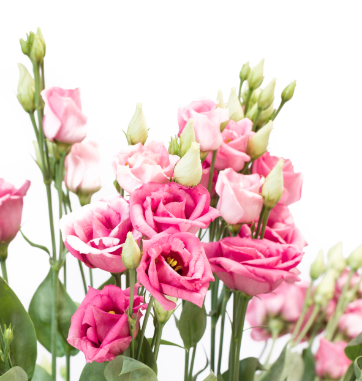 Fresh lisianthus, natural beauty with 'roots' in the Wild West.