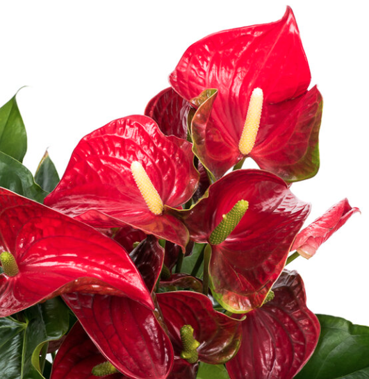 Verse anthuriums kopen, direct van de kweker. Verse anthuriums in allerlei kleuren, soorten en maten.