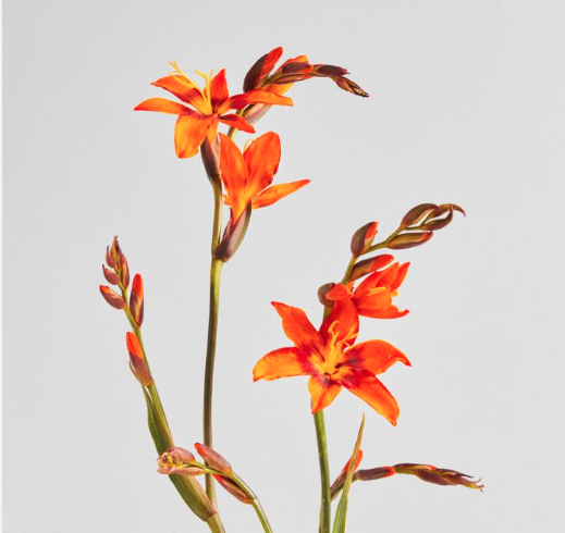 Fresh Crocosmia flowers, show colour with Crocosmia.