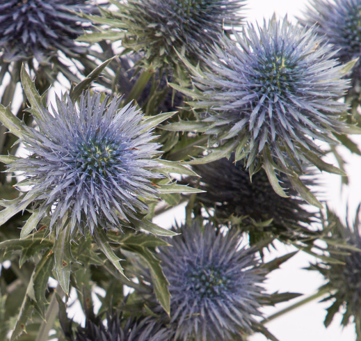 Blue thistle, for happy bees and special bouquets