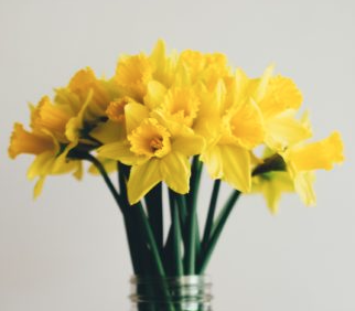 Fresh daffodil, spring celebration with the daffodil.