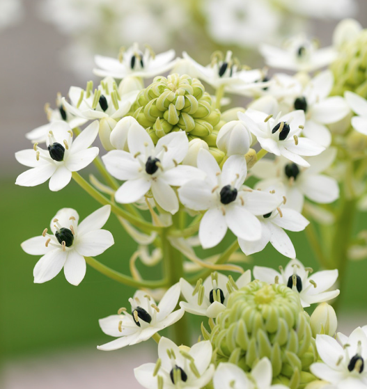 Fresh ornithogalum, extra-long enjoyment.