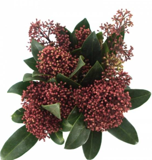 Fresh skimmia, warm colours, sweet scents.