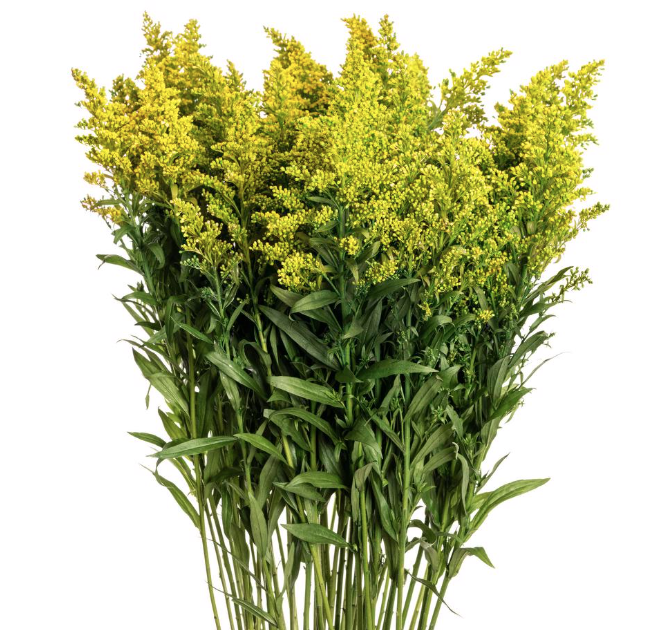 Fresh solidago, when the sun shines, this beautiful flower shines back.