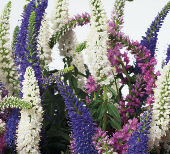 Fresh veronica, must-have for your field bouquet.