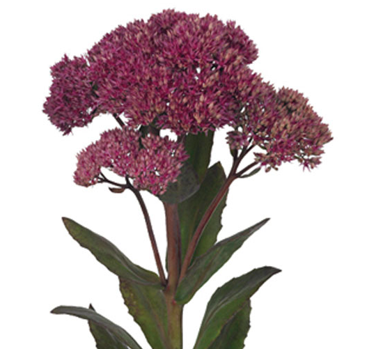 Verse sedum, robuuste herfstbloem met roze gloed.