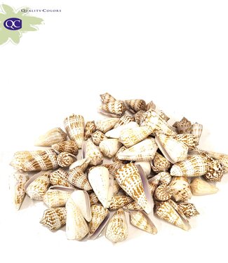 Valai Poo shells | emballé par kilo (x2)