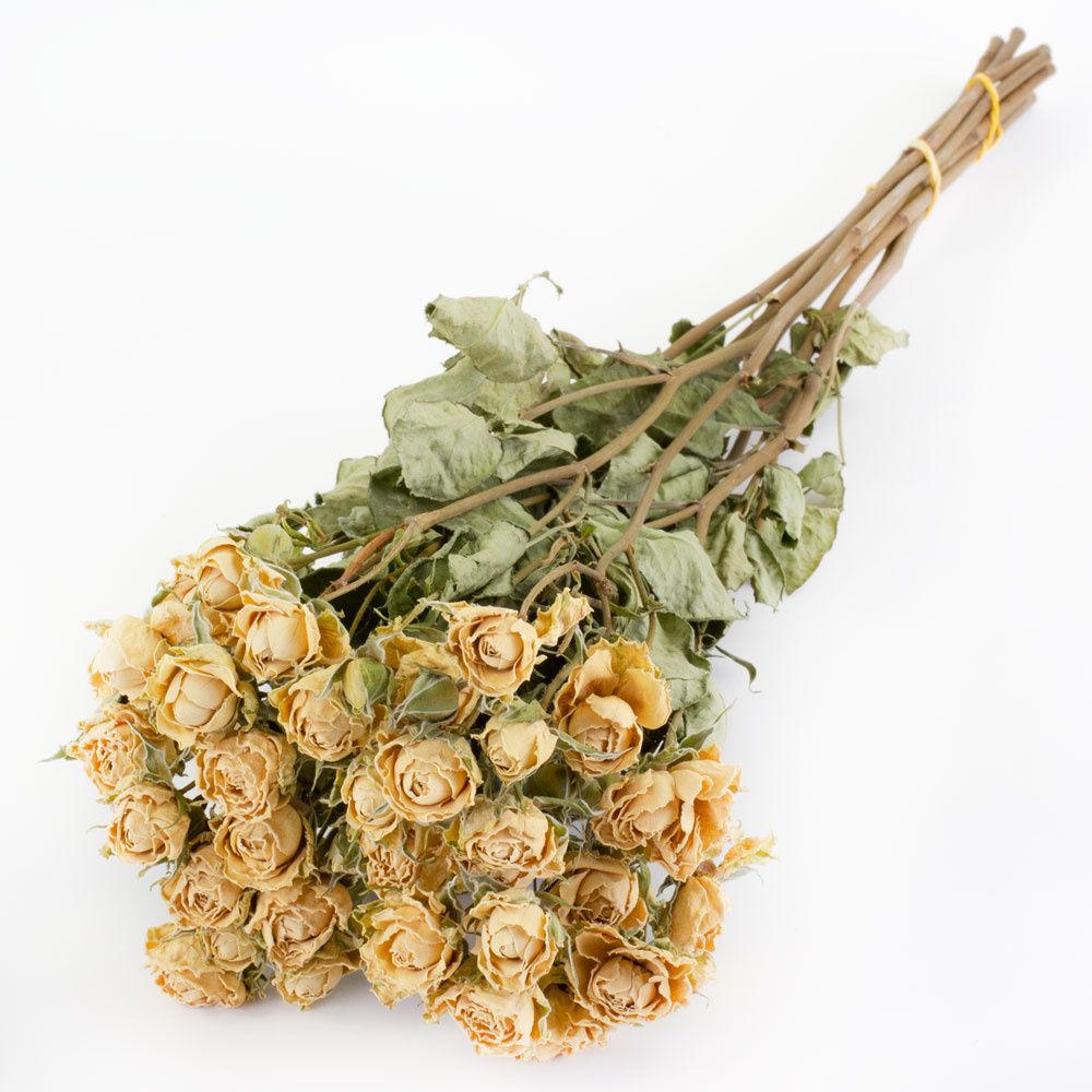 Order dried roses and dried spray roses online