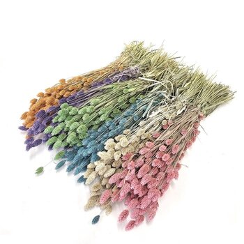 Dried Canary Grasses